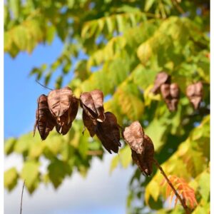 Rispiger Blasenbaum 60-80cm - Koelreuteria paniculata