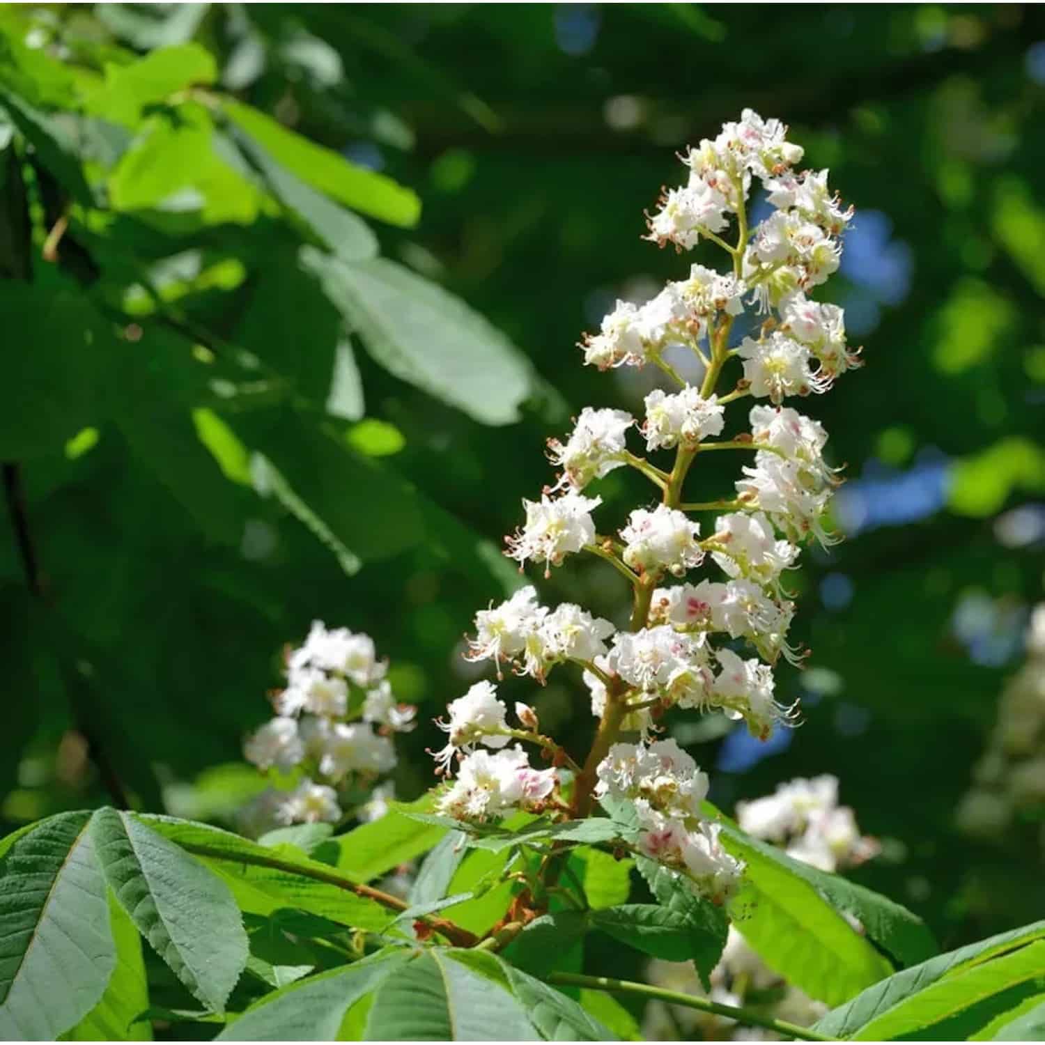 Rosskastanie 40-60cm - Aesculus hippocastanum