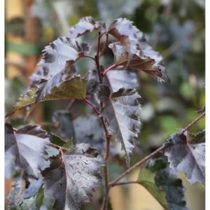 Rotblättrige Hängebirke Royal Frost 125-150cm - Betula pendula
