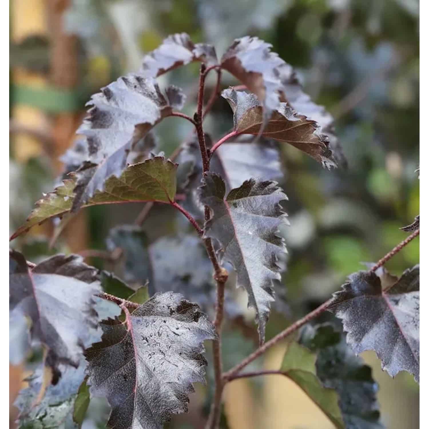 Rotblättrige Hängebirke Royal Frost 125-150cm - Betula pendula