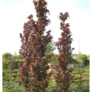 Rote Säulenbuche Rohan Obelisk 80-100cm - Fagus sylvatica