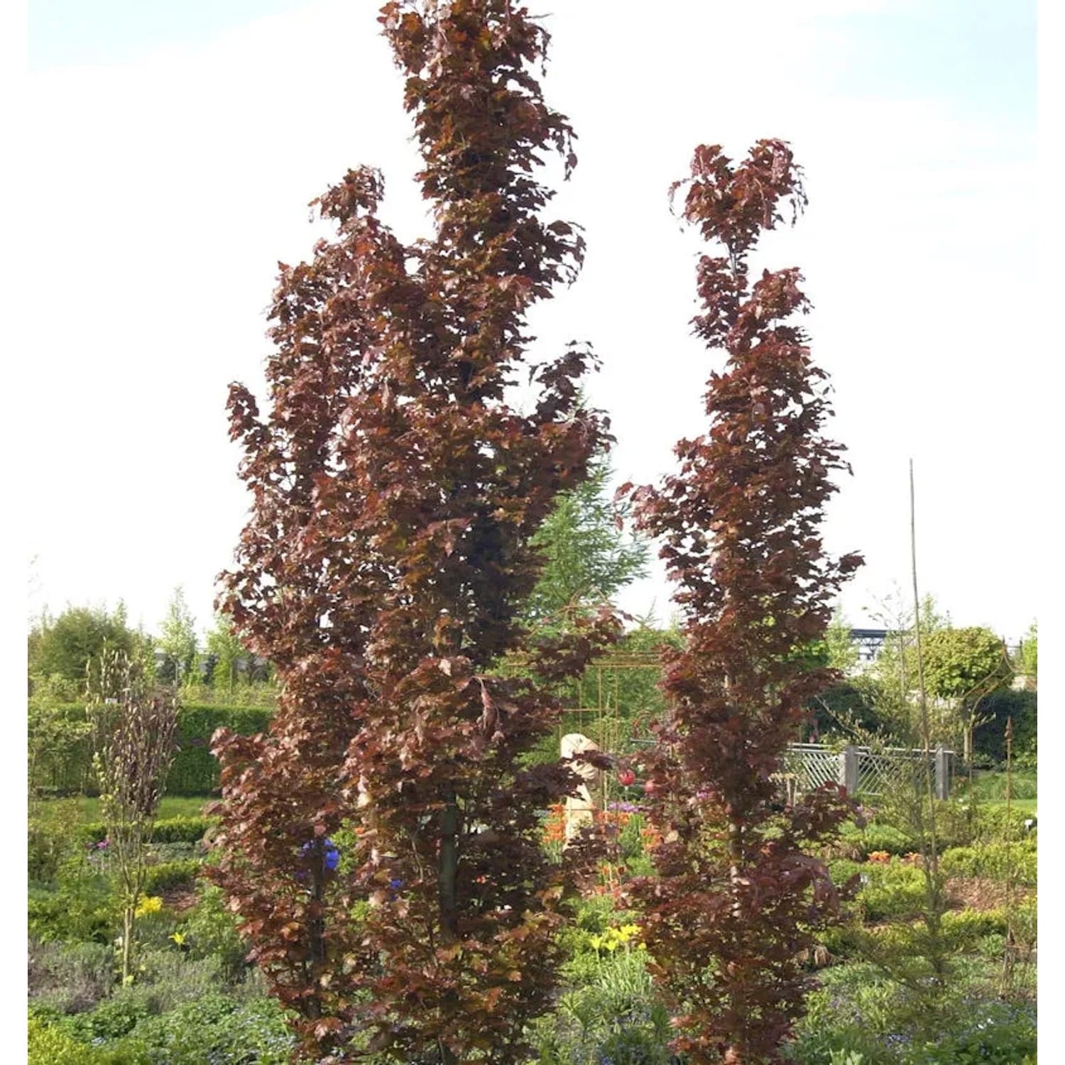 Rote Säulenbuche Rohan Obelisk 80-100cm - Fagus sylvatica