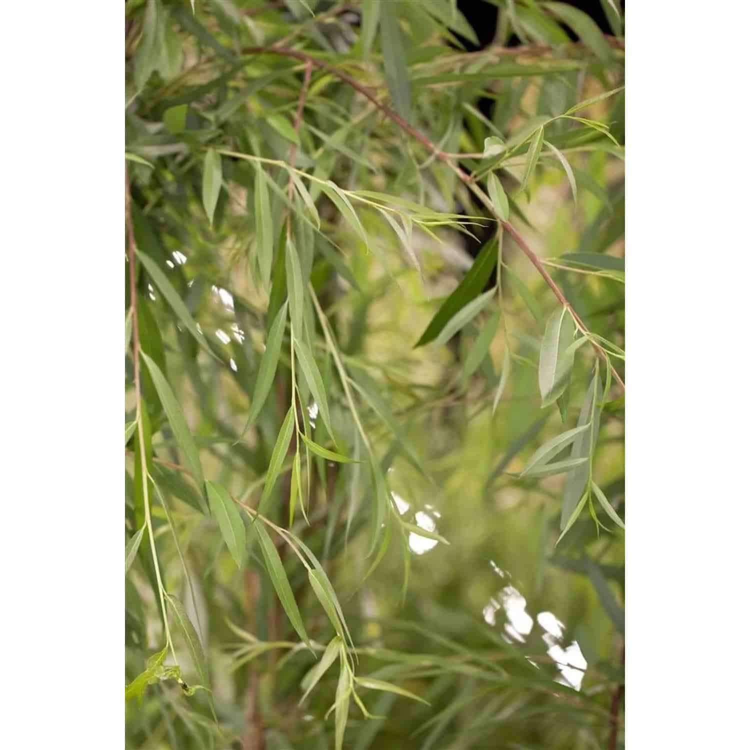 Salix Alba Tristis Trauerweide Gelbgrün 80–100 cm