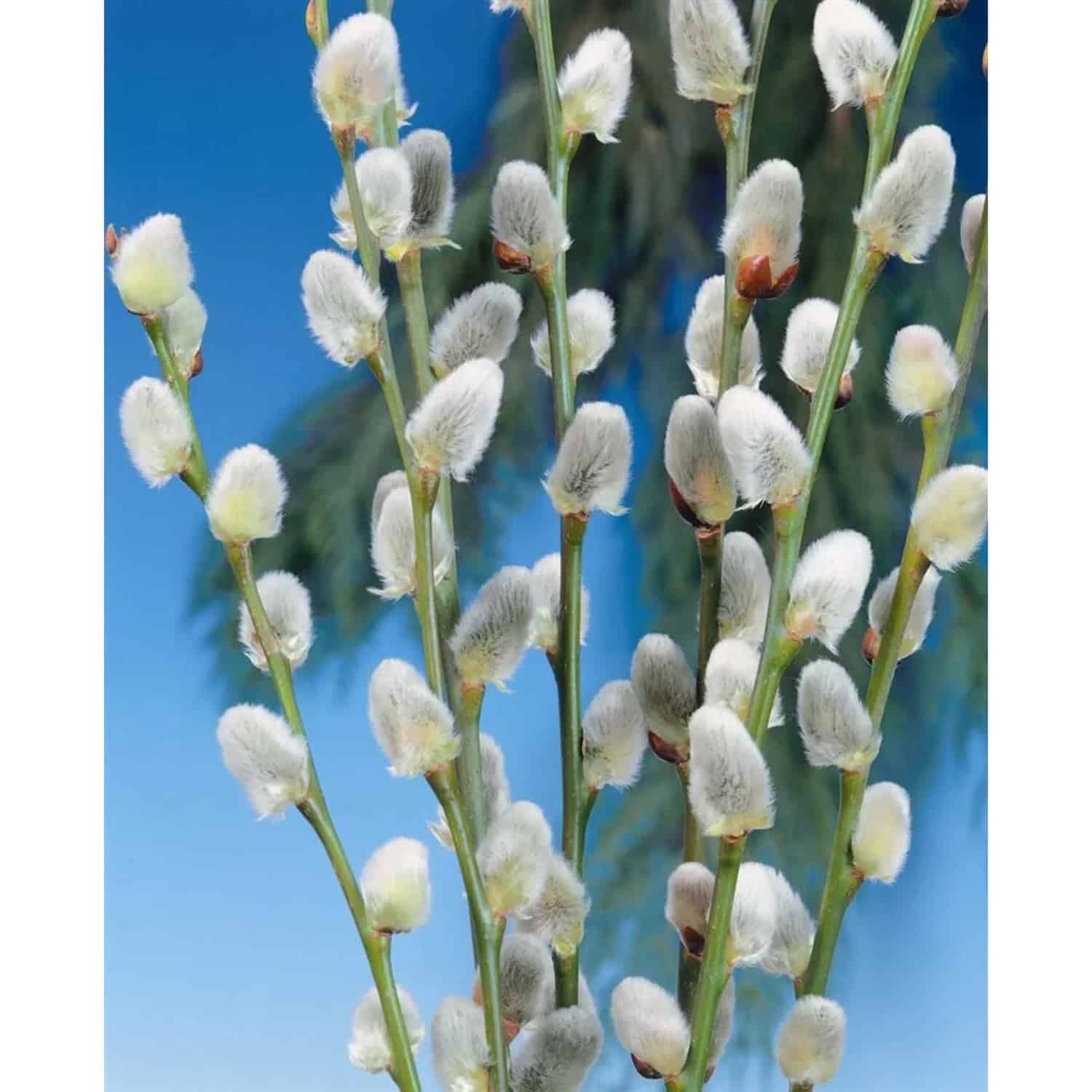 Salix Caprea Mas Kätzchenweide 150–175 cm