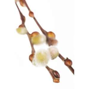 Salix Caprea Nico Kätzchenweide 40 cm Stammhöhe