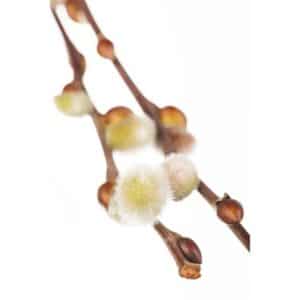 Salix Caprea Nico Kätzchenweide 60 cm Stammhöhe