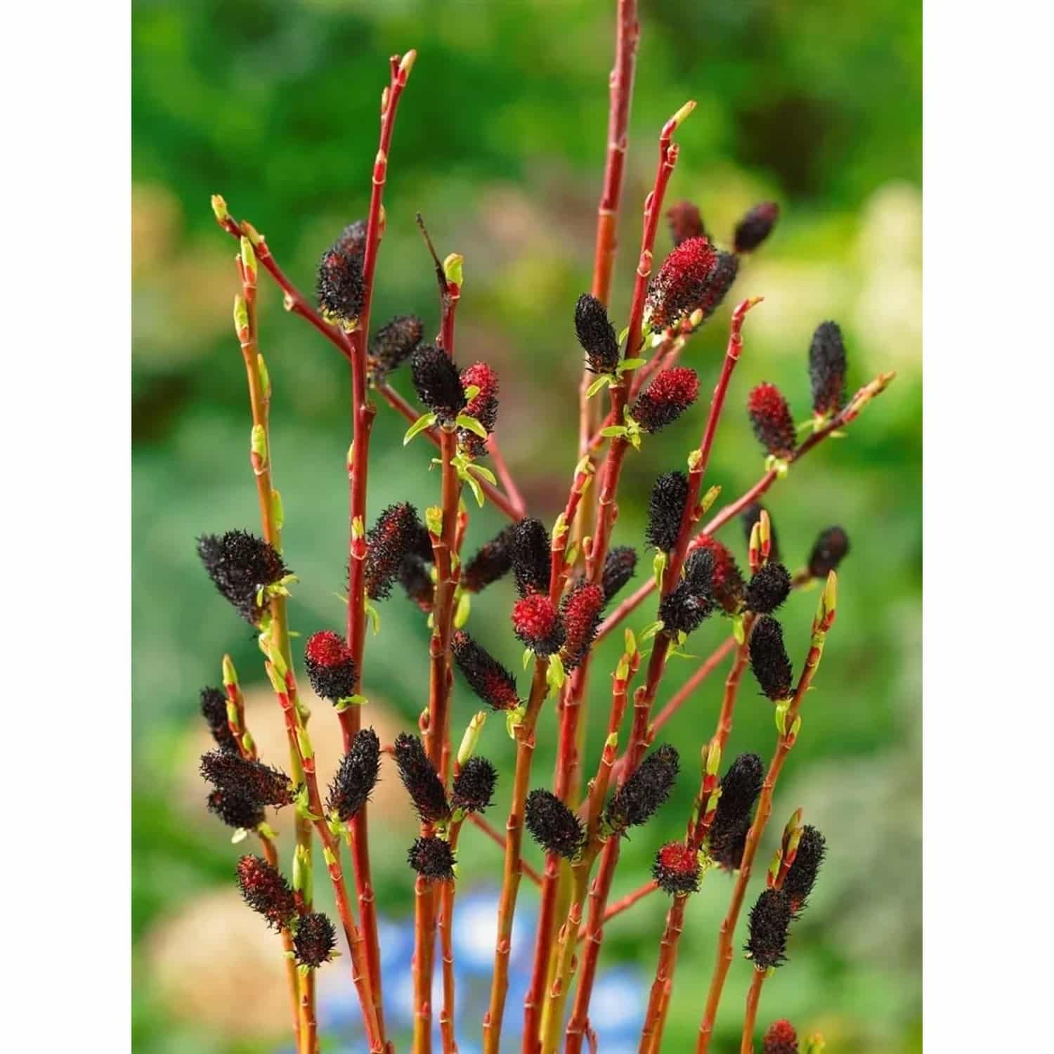 Salix Melanostachys Schwarzer Kätzchenweide 60 cm Stammhöhe