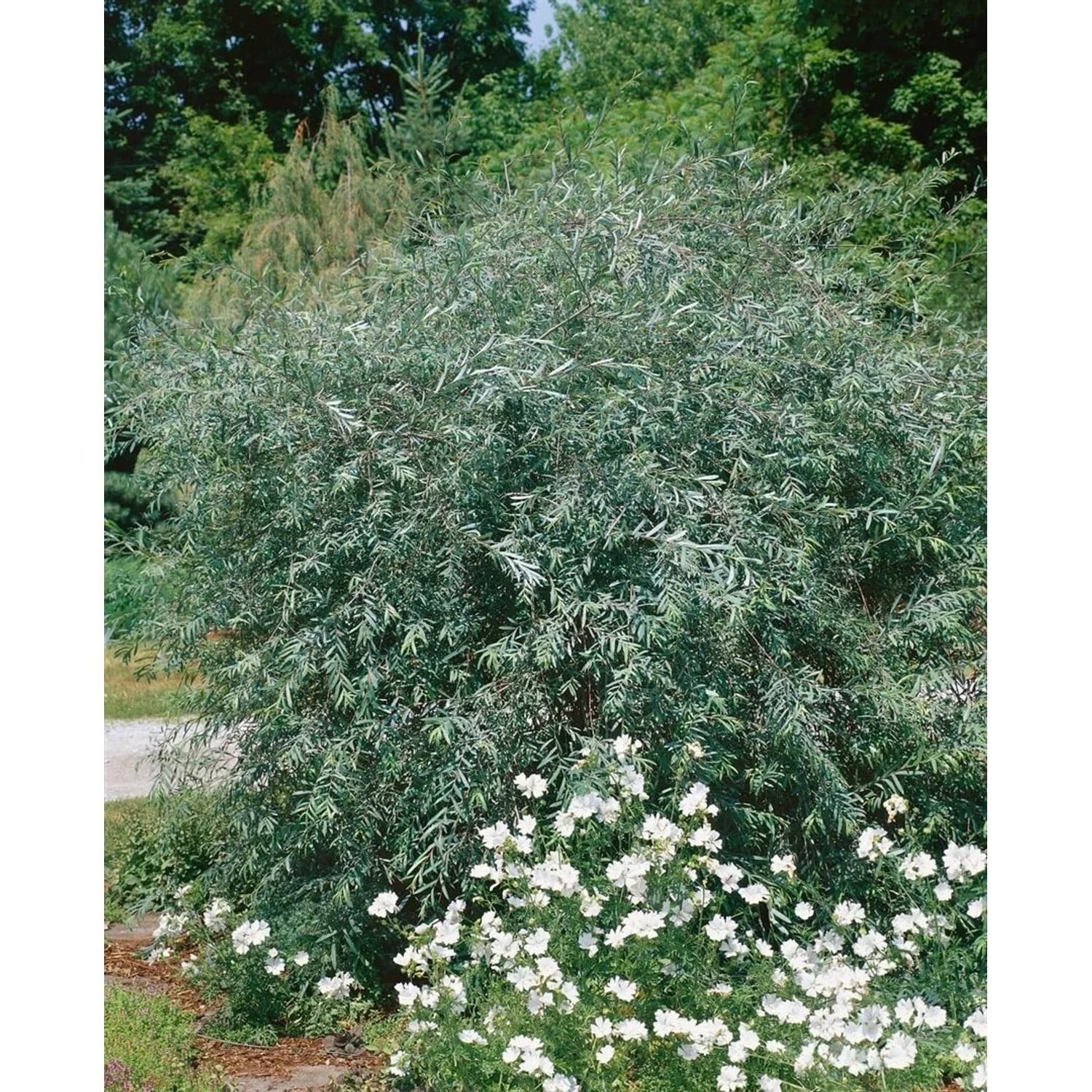 Salix Purpurea Pendula Purpur-Weide Hängend 125 cm Stammhöhe
