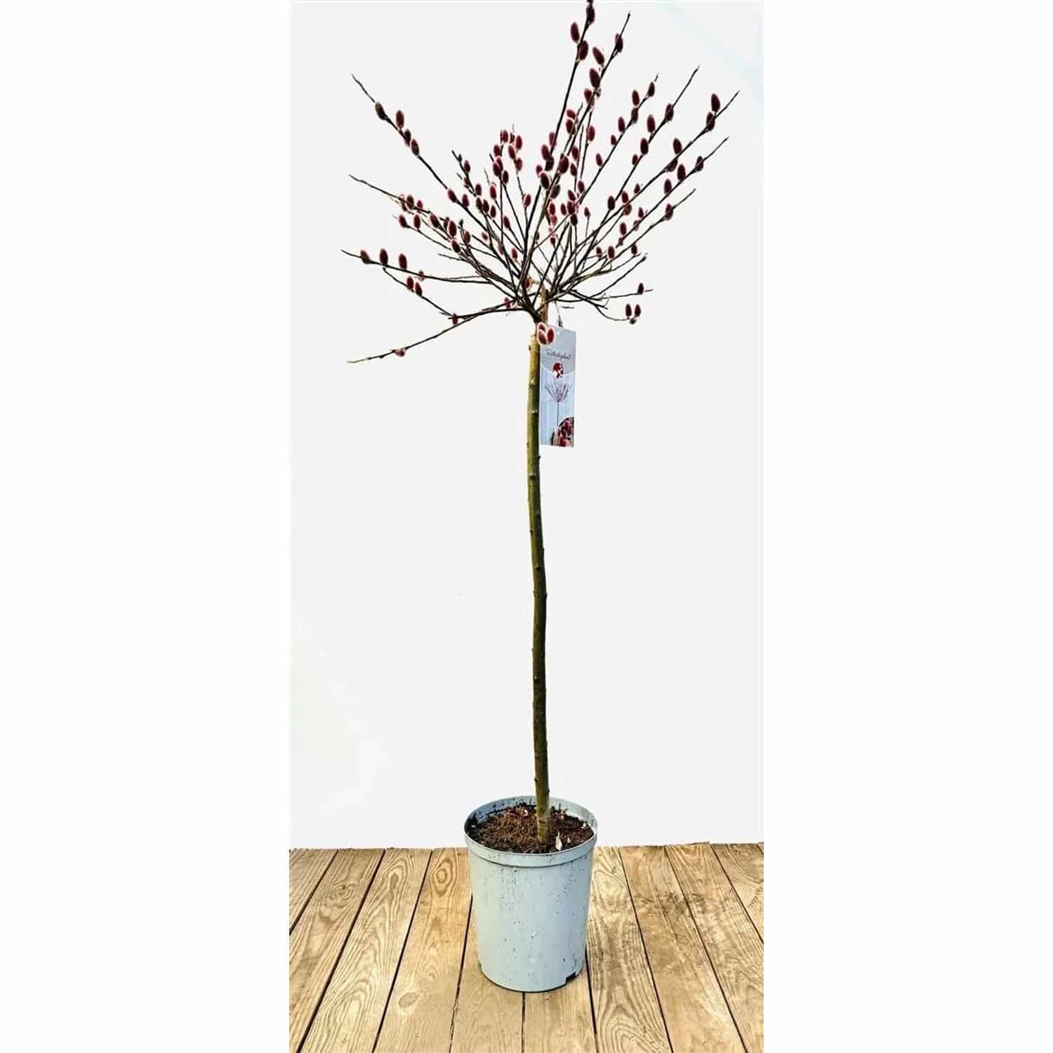 Salix Rotkätzchen Weide Rote Kätzchen 50 cm Stammhöhe