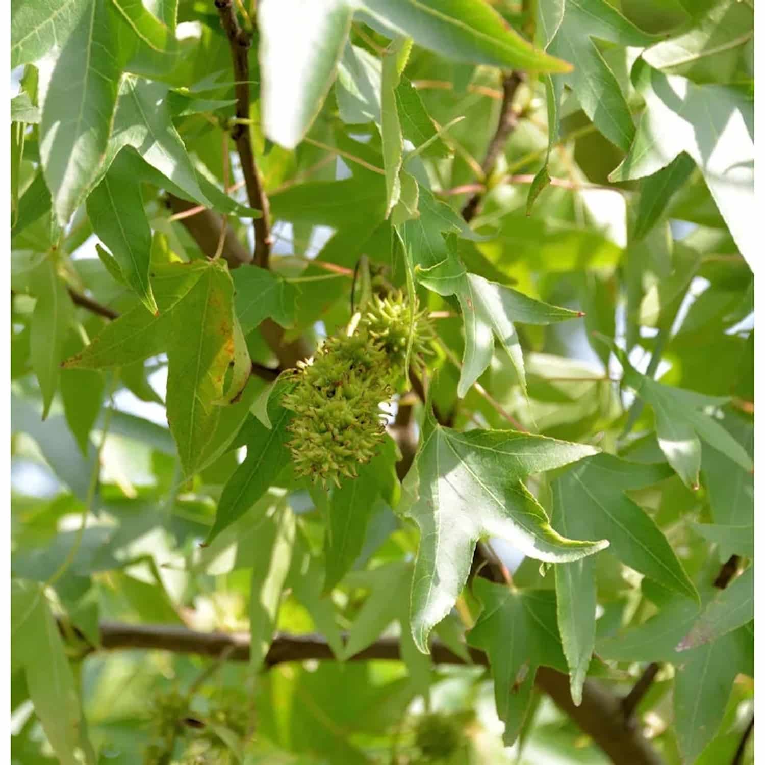 Schlankbleibender Amberbaum Worplesdon 125-150cm - Liquidambar styraciflua
