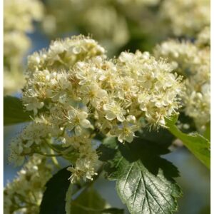 Schwedische Mehlbeere 125-150cm - Sorbus aria