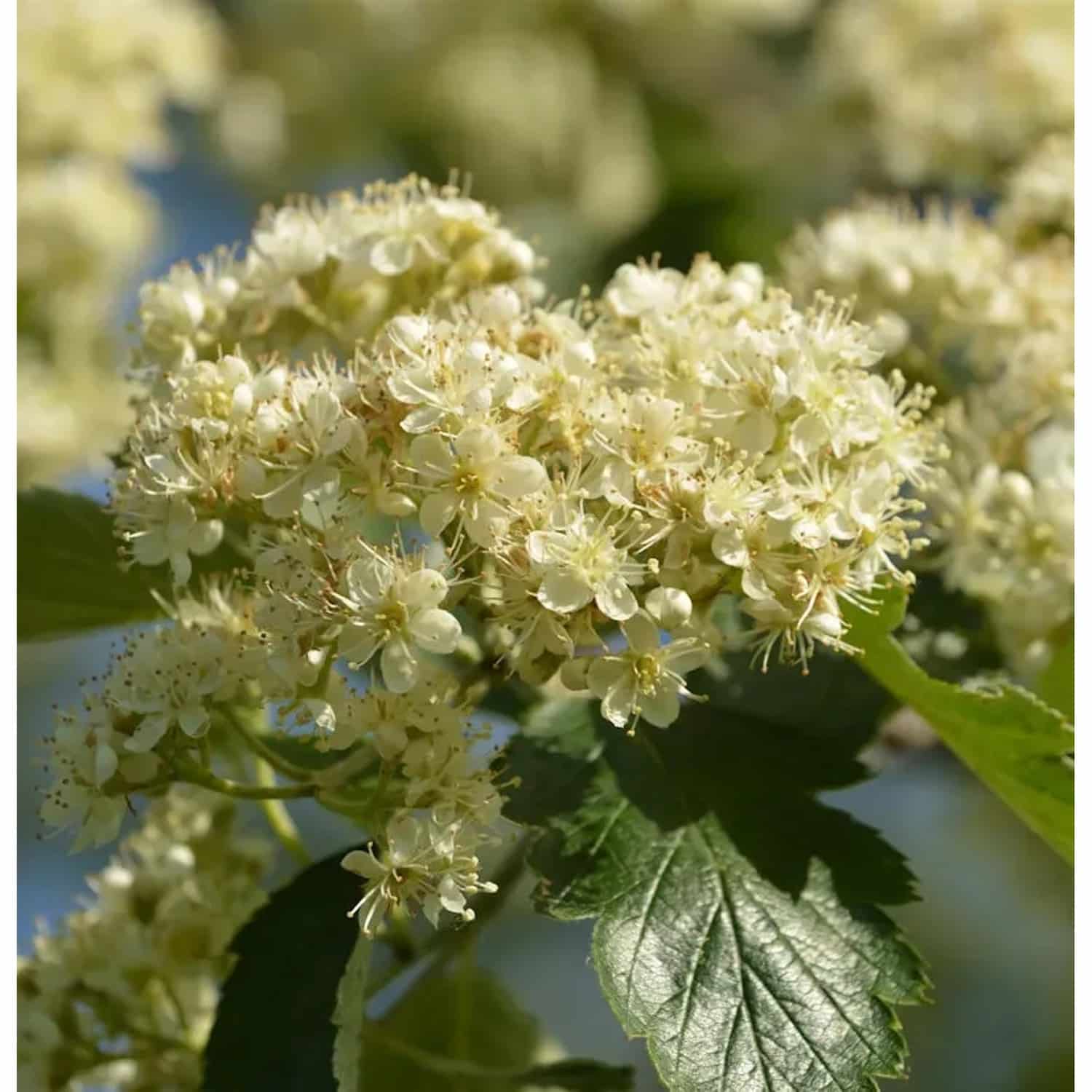 Schwedische Mehlbeere 80-100cm - Sorbus aria