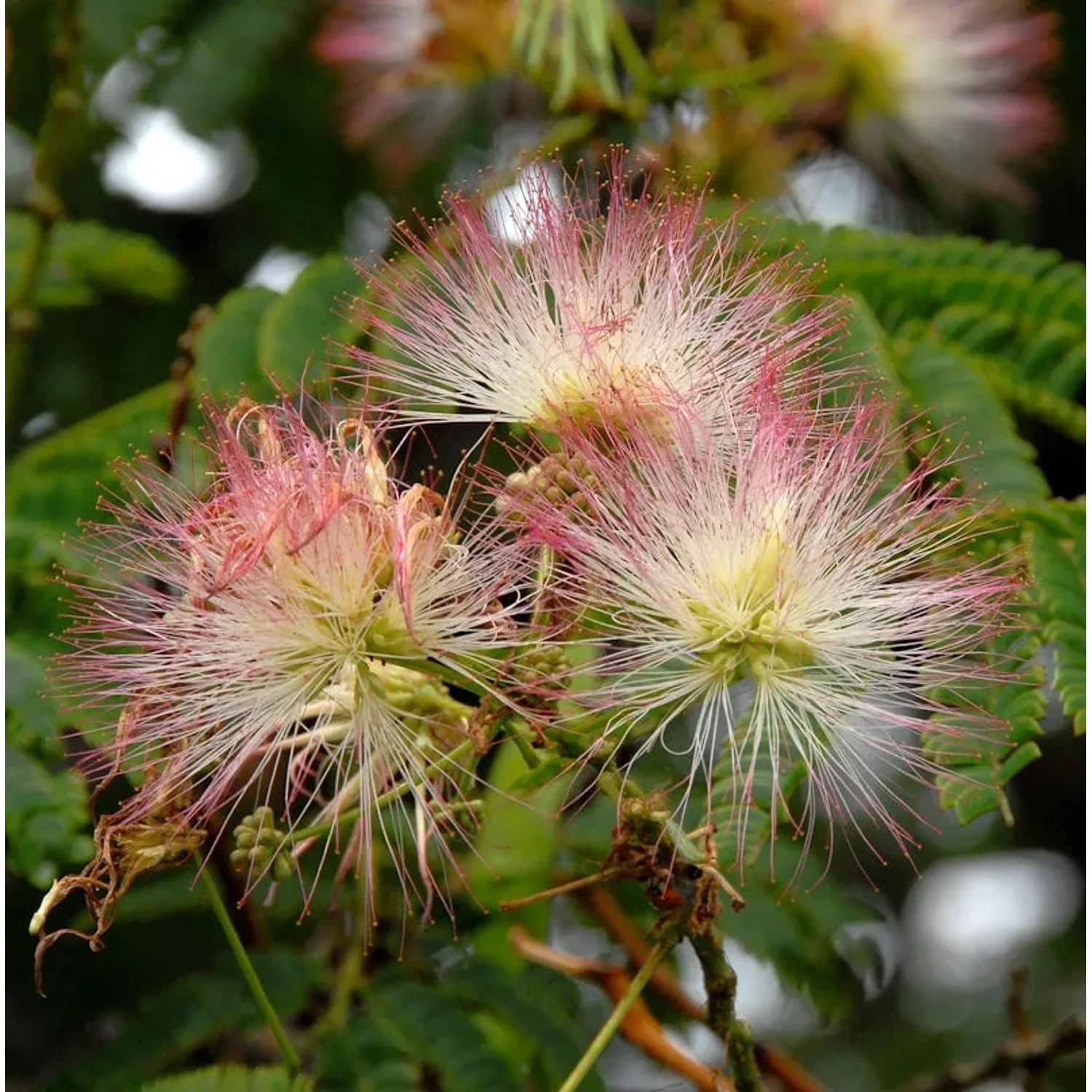 Seidenakazie Ombrella - Schlafbaum 80-100cm - Albizia julibrissin