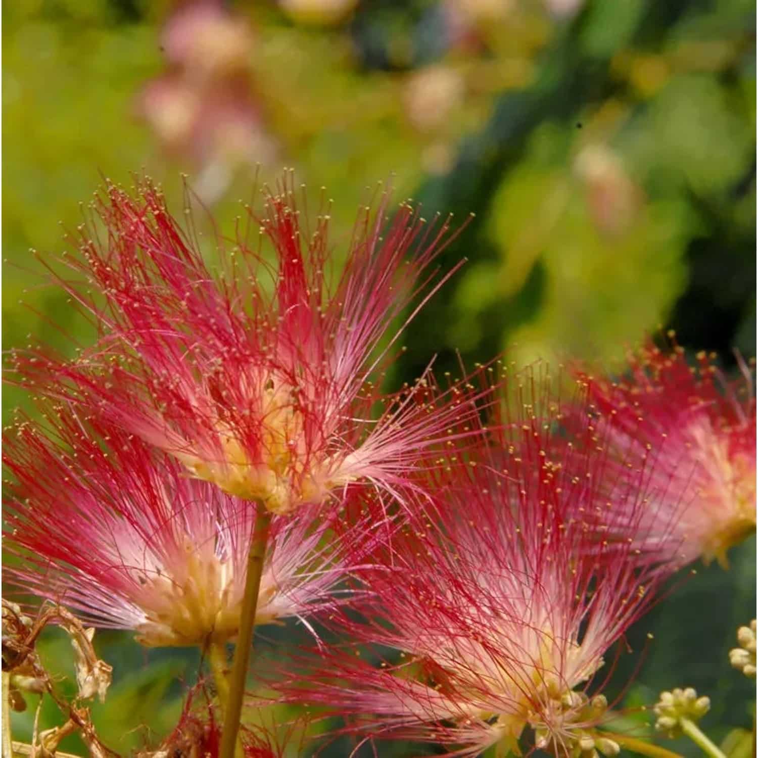 Seidenakazie Tropical Dream - Schlafbaum 100-125cm - Albizia julibrissin