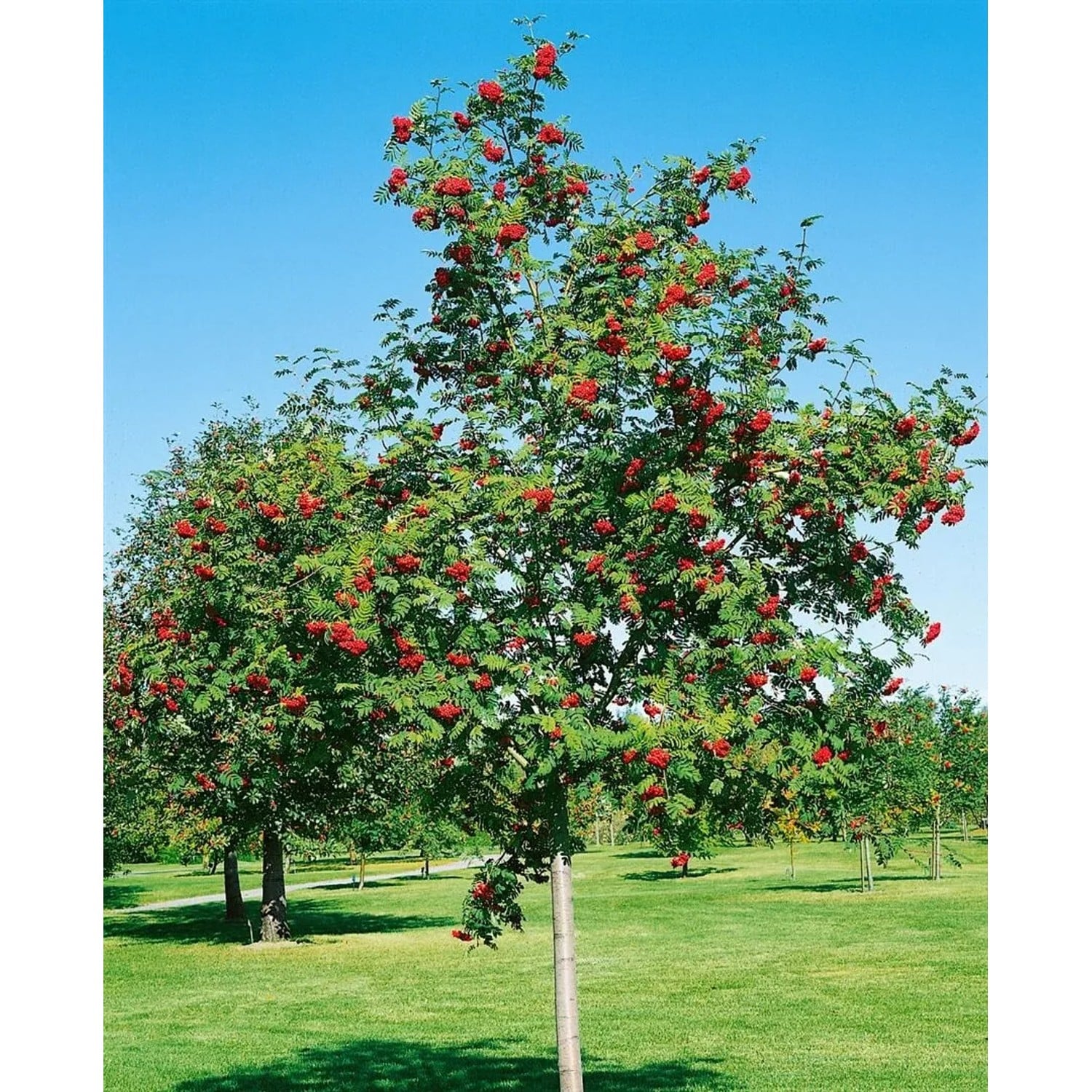 Sorbus Aria Mehlbeere 125–150 cm Silbrig-Weiße Blattunterseite