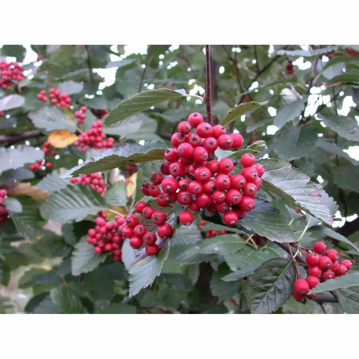 Sorbus Aria Wilfrid Fox Mehlbeere 80 cm Silbrig-Weiße Blätter