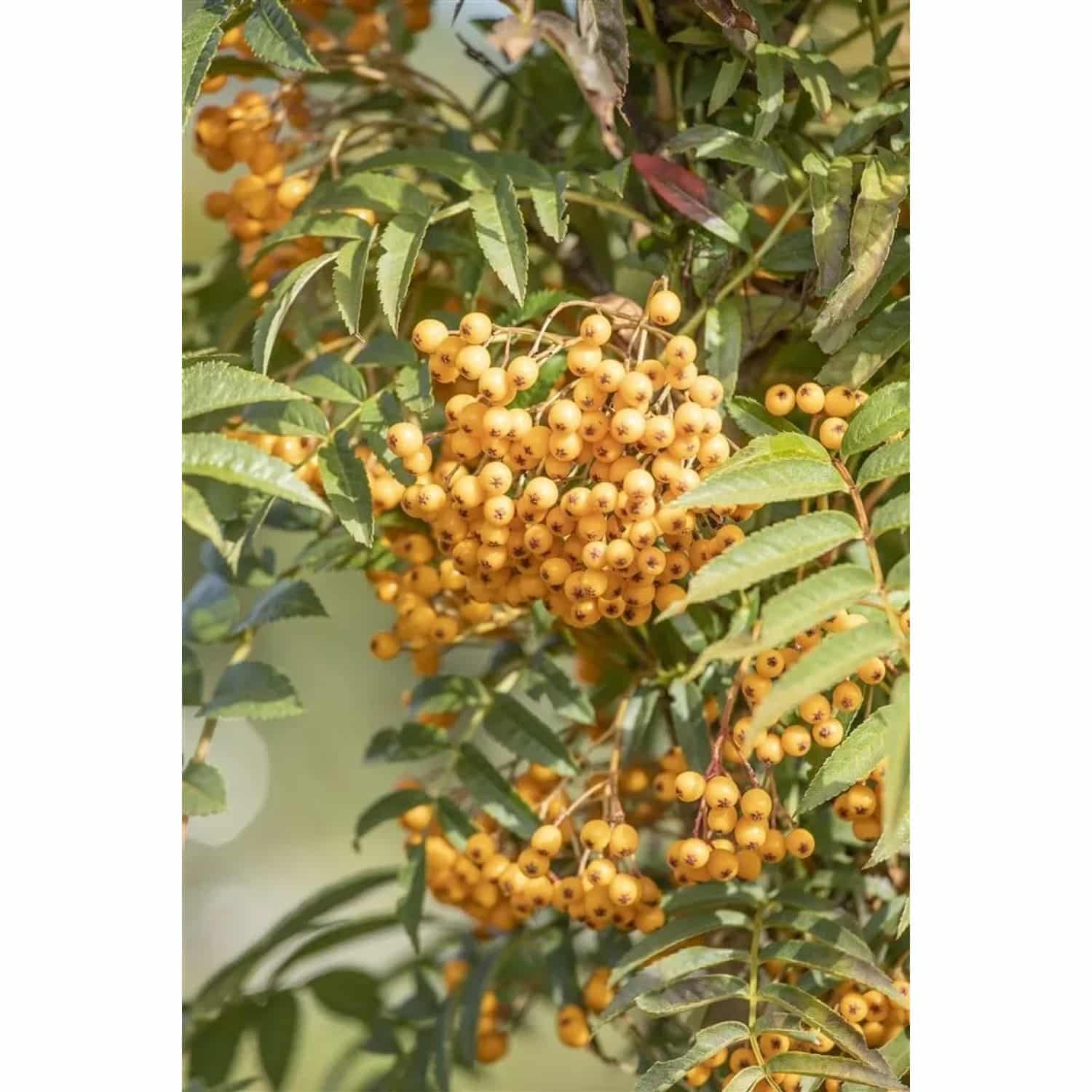Sorbus Aucuparia Autumn Spire -R- Eberesche 100–125 cm
