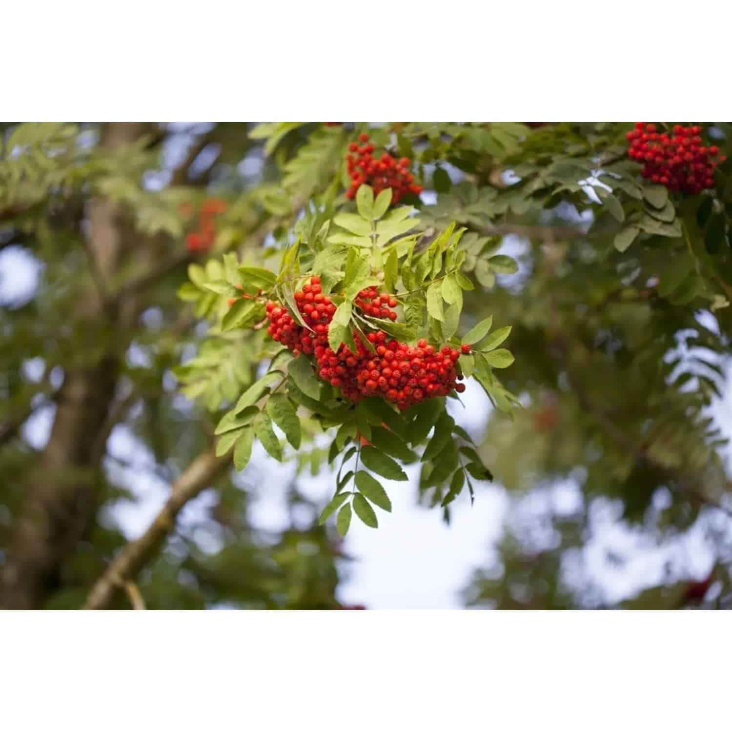 Sorbus Aucuparia Edulis Eberesche Essbare Früchte 150–200 cm
