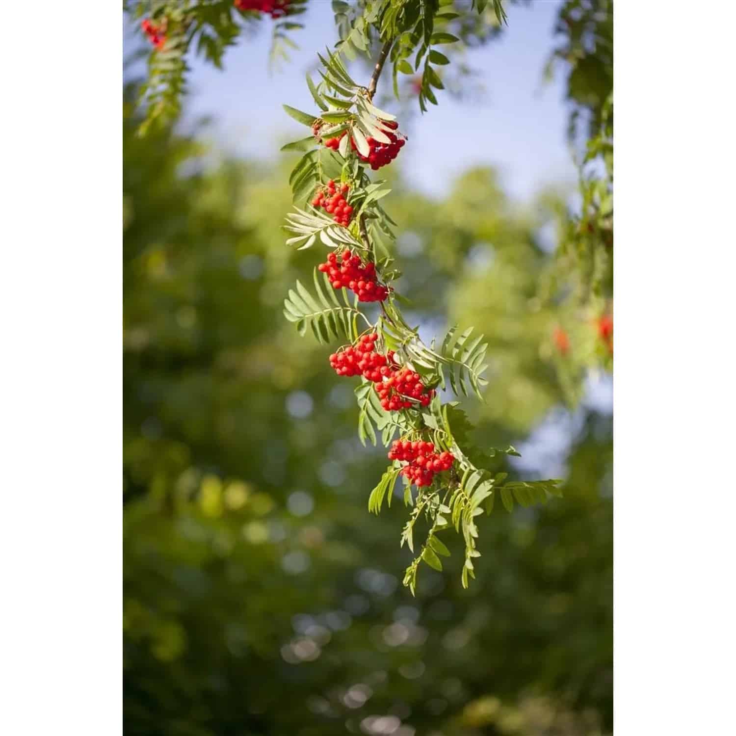 Sorbus Aucuparia Vogelbeere 60–100 cm Robust Und Winterhart
