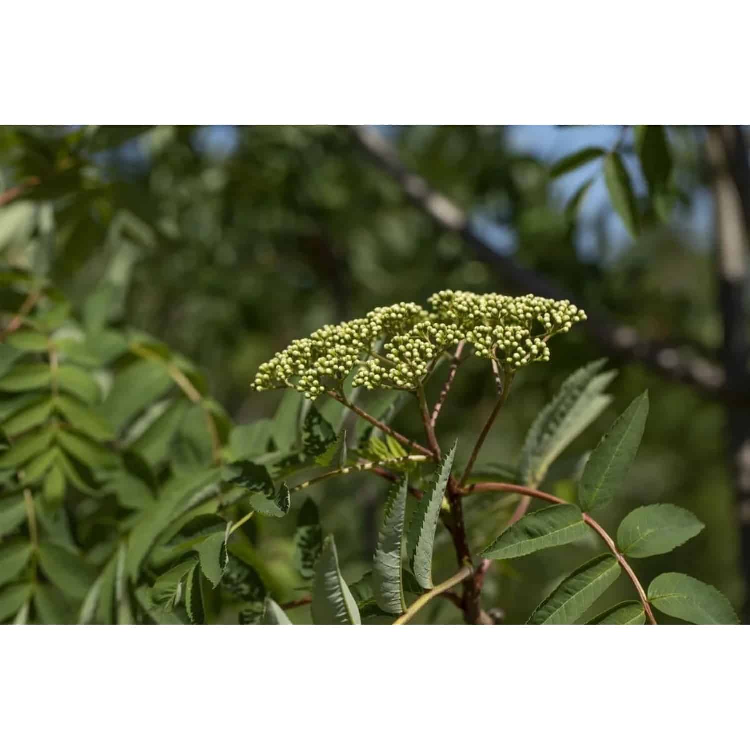 Sorbus Decora Kanadische Eberesche 100–125 cm Leuchtend Rote Beeren