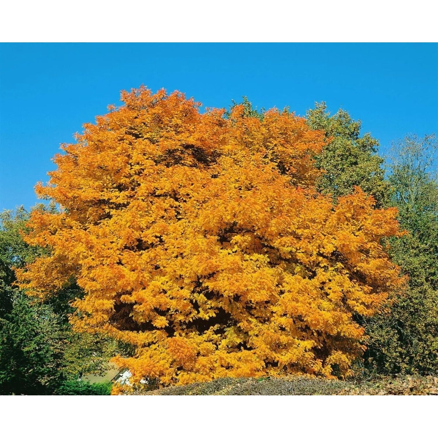 Sorbus Domestica Speierling 80–100 cm