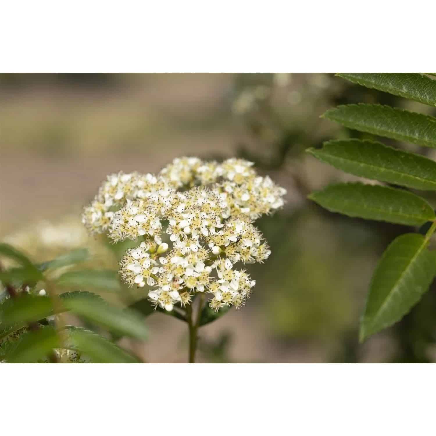Sorbus Joseph Rock Eberesche Gelbe Beeren 100–125 cm