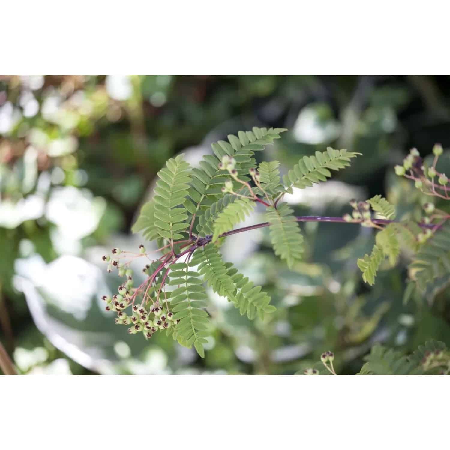 Sorbus Koehneana Schnee-Eberesche Weiße Beeren 100–125 cm