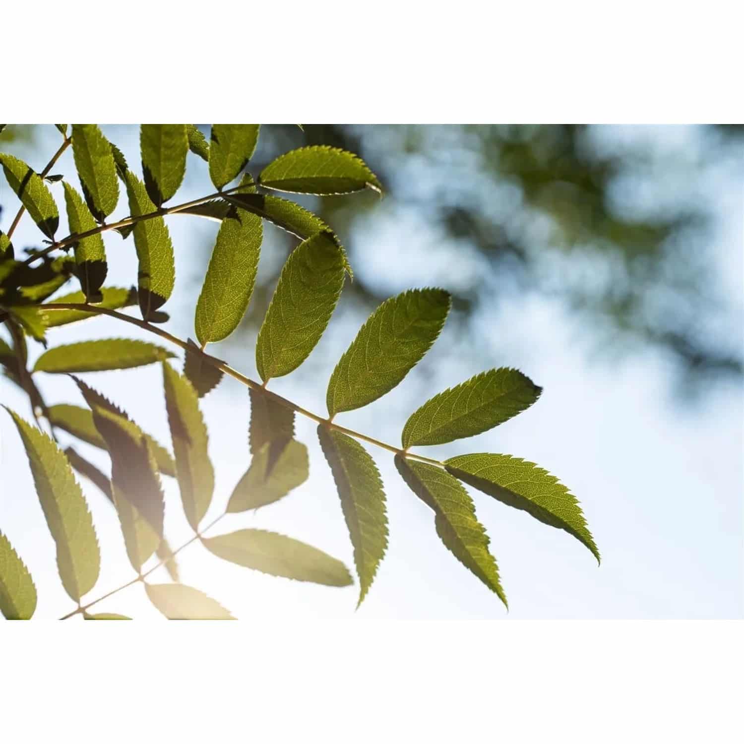 Sorbus Serotina Eberesche 150–200 cm