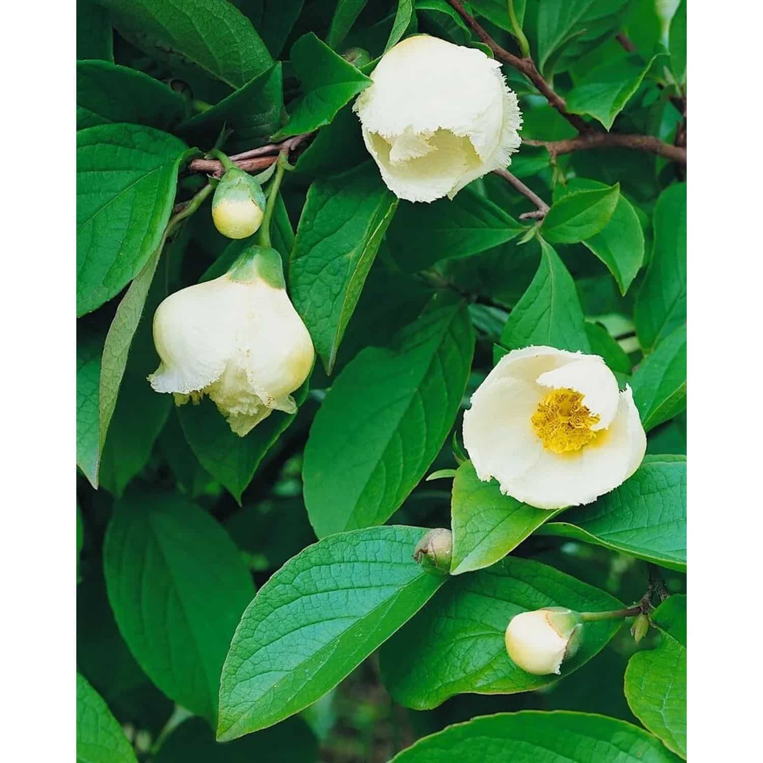 Stewartia Pseudocamellia Japanische Scheinkamelie 40–60 cm