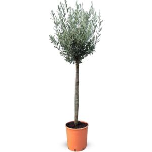 Sunny-Tree    Hochstämmiger Olivenbaum 160 Zentimeter Hoch 10 Jahre Alt Olea Europea Winterhart Bis -18° - Fruchtbildend Obstbaum