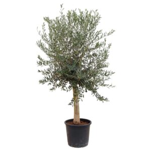 Sunny Tree - Hochstämmiger Olivenbaum 170 Zentimeter Hoch - Olea Europea - 25 Jahre Alt - Winterhart Bis -18 - Fruchtbildend - Obstbaum