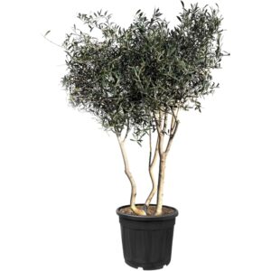 Sunny-Tree  Mehrstämmiger Olivenbaum Olea Europaea In Strauchform Busch 180-200 Cm 20 Jahre Alt Winterhart bis -18° Fruchtbildend Sonnige Standorte