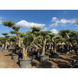 Sunny-Tree Olea Europaea Lechin Olivenbaum Pompon von 50 Jahre alt und 240 cm Hoch  Stammumfang 50 cm
