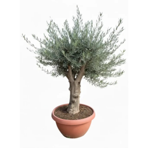 Sunny-Tree Olea Europea Winterharte Verzweigter Olivenbaum  180 cm im Decotopf  45 Jahre alt