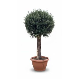 Sunny-Tree Olea Europea Winterharter Olivenbaum in Kugelform  200 cm im Decotopf  45 Jahre alt