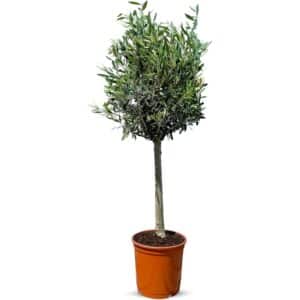 Sunny-Tree    Olivenbaum 10 Jahre Alt 100 Zentimeter Hoch Olea Europea Winterhart Bis -18° Fruchtbildend Obstbaum Sonnige Standorte