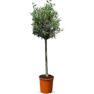 Sunny-Tree    Olivenbaum 8 Jahre alt 130 Zentimeter Hoch Olea Europea - Winterhart Bis -18° Fruchtbildend - Obstbaum Sonnige Standorte