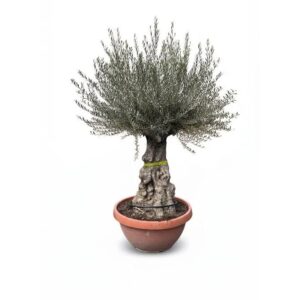 Sunny-Tree   Olivenbaum Im Dekotopf   Olea Europaea   Winterharte Olvenbaum Bonsai 200 cm   100 Jahre Alter Olivenbaum   Fruchttragend