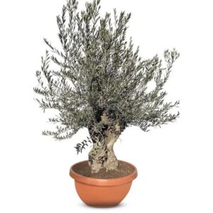 Sunny-Tree   Olivenbaum Im Dekotopf   Olea Europaea   Winterharte Olvenbaum Bonsai 200 cm   90 Jahre Alter Olivenbaum   Fruchttragend
