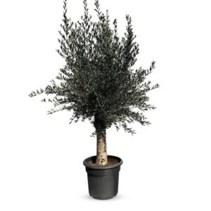 Sunny-Tree  Olivenbaum Olea Europaea  45 Jahre