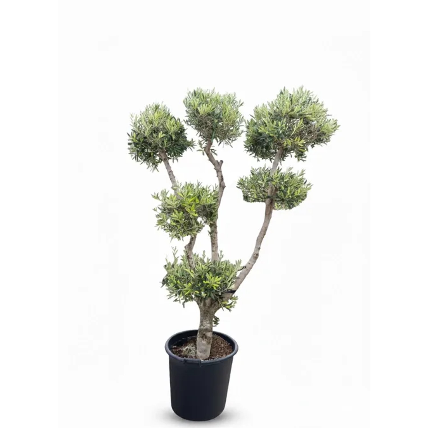 Sunny-Tree Olivenbaum Olea Europaea Pompon 20 Jahre Alt 220 cm Hoch Winterhart und Kugelförmig