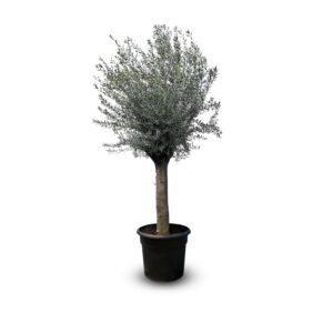 Sunny-Tree  Olivenbaum Olea Europea  Winterharte Olivenbaum 240 cm - 50 Jahre Alter Olivenbaum - Fruchttragend - Immergrün - Winterhart Bis -18