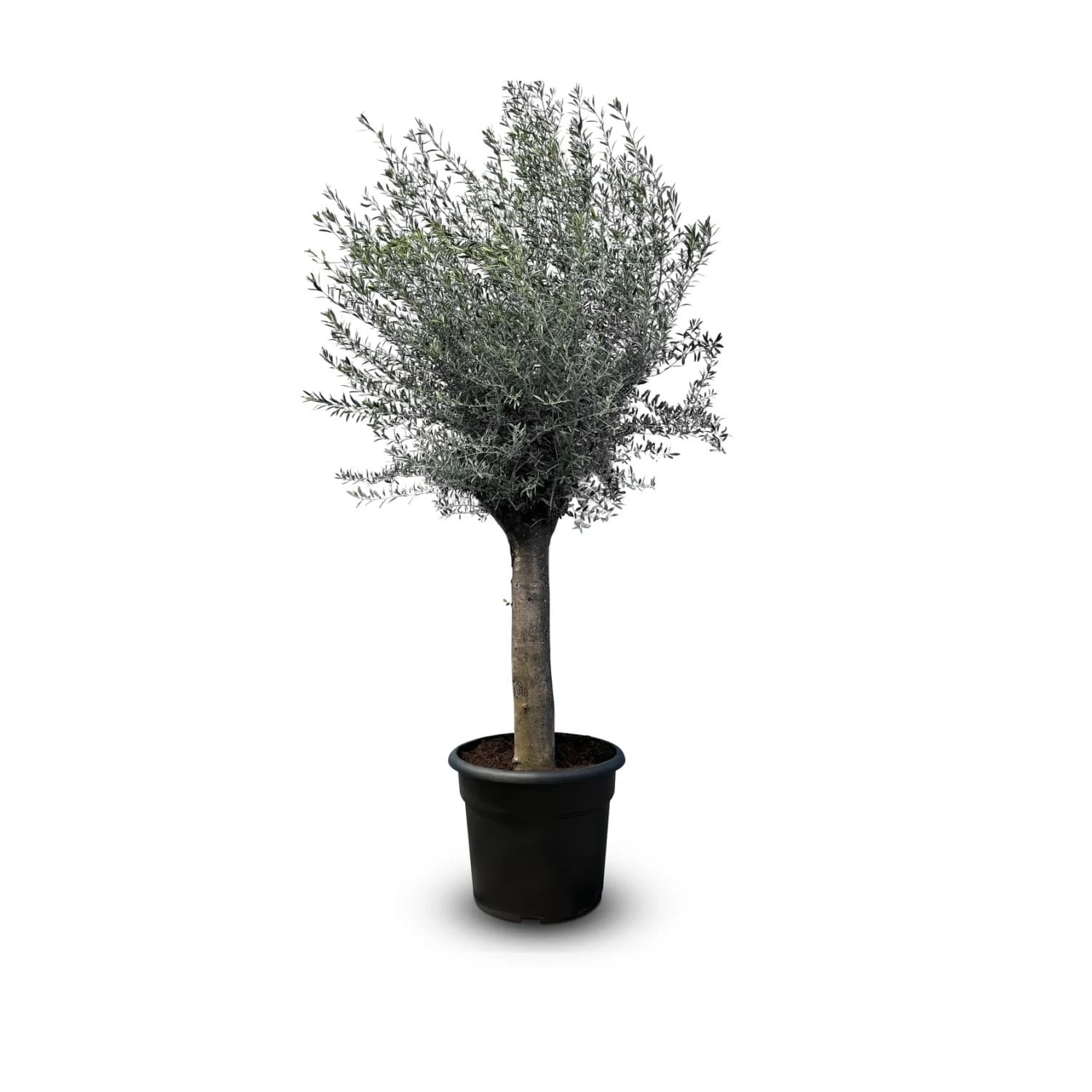 Sunny-Tree Olivenbaum Olea Europea Winterharte Olivenbaum 240 cm - 50 Jahre Alter Olivenbaum - Fruchttragend - Immergrün - Winterhart Bis -18