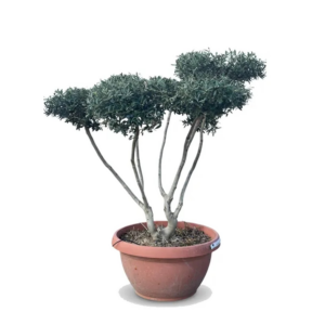 Sunny-Tree Olivenbaum Pompon Olea Europaea Winterharter Olivenbaum 150 cm  Fruchttragend und 20 Jahre alt
