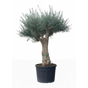 Sunny-Tree Verzweigter Olivenbaum  Olea Europaea Koroneiki 130 L Glatter Stamm ca. 220 cm Höhe