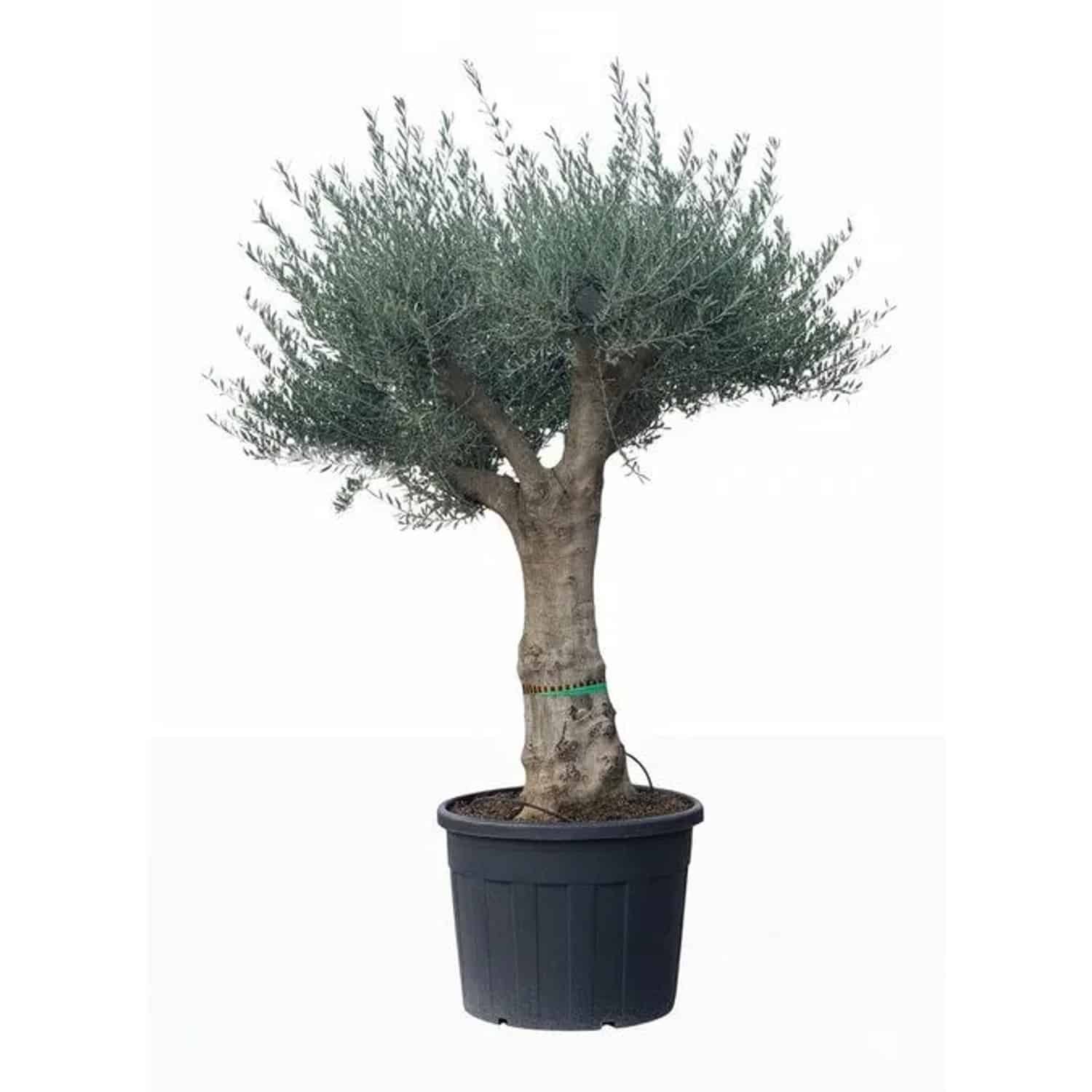 Sunny-Tree Verzweigter Olivenbaum Olea Europaea Koroneiki 130 L Glatter Stamm ca. 220 cm Höhe
