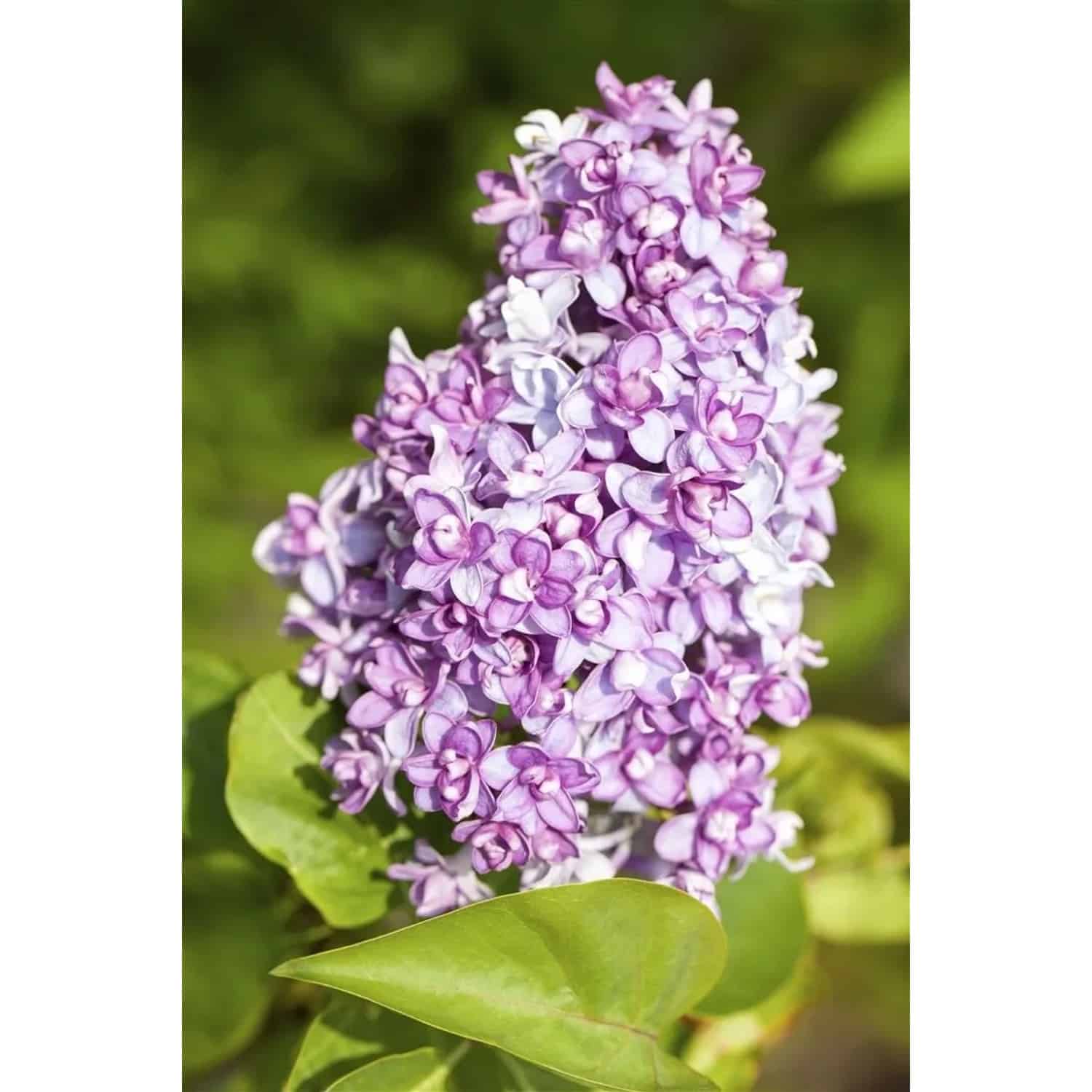 Syringa Vulgaris Flieder Lila 150–175 cm