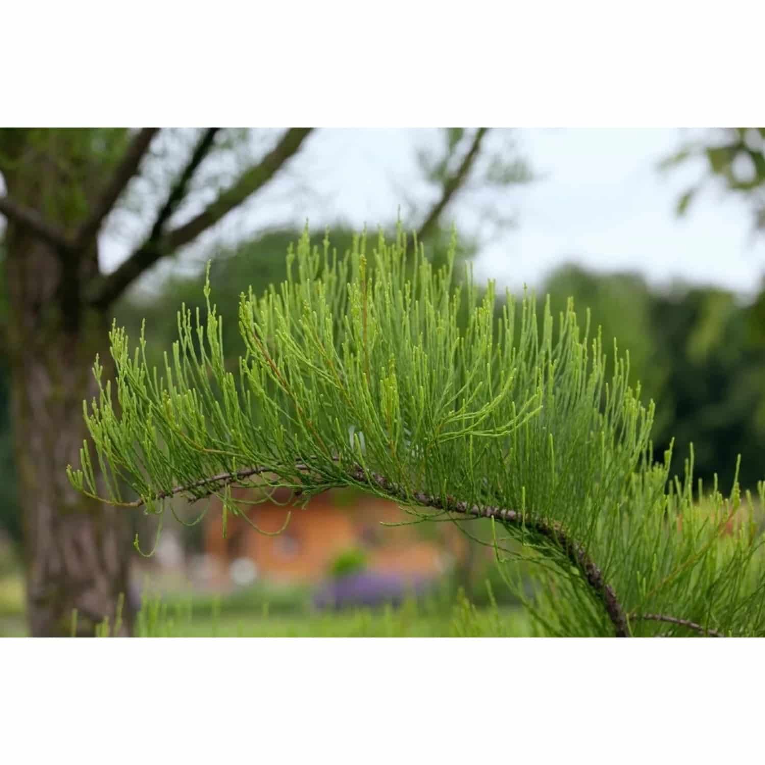 Taxodium Distichum Nutans Sumpfzypresse 100–125 cm