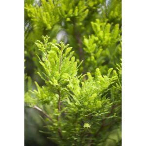 Taxodium Distichum Peve Minaret Sumpfzypresse Kompakt 80 cm Stammhöhe