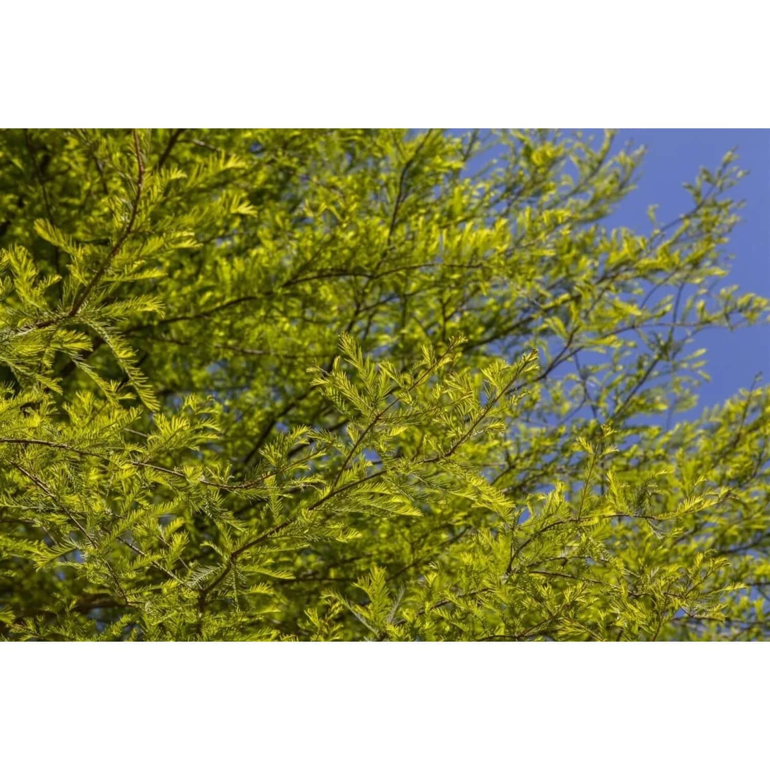 Taxodium Distichum Sumpfzypresse 175–200 cm